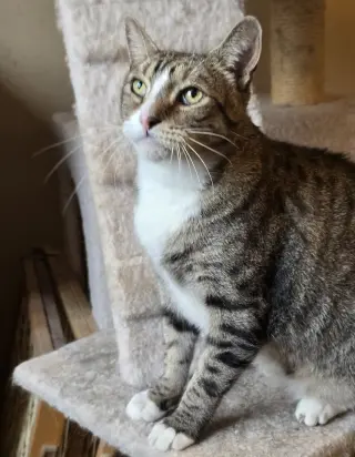 Devlin