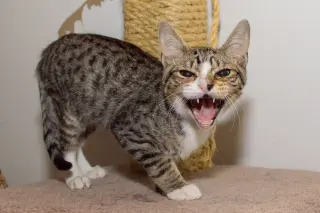 Devlin