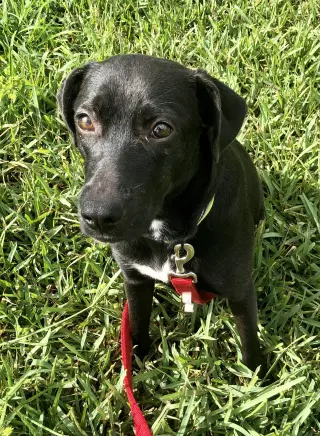 Sammy