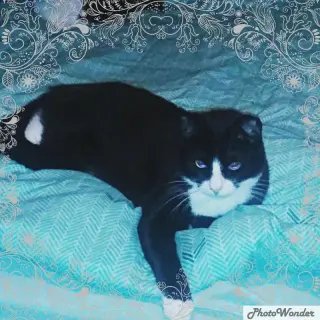 Sylvester