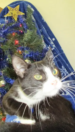 Sylvester