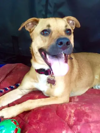 Shelby (SADIE)