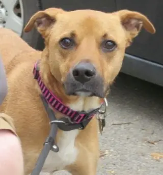 Shelby (SADIE)