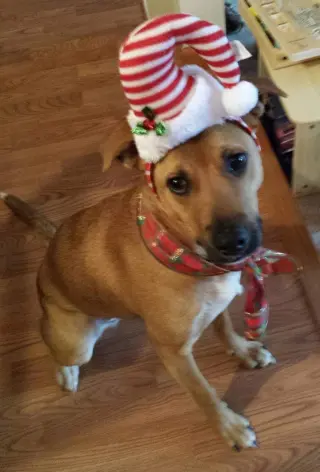 Shelby (SADIE)