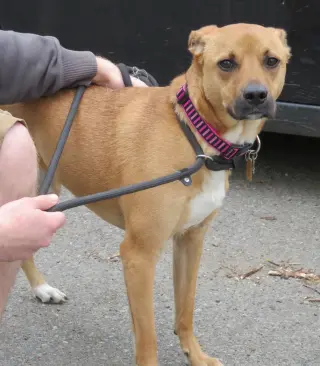 Shelby (SADIE)