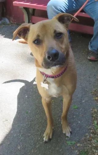 Shelby (SADIE)