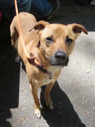Shelby (SADIE)