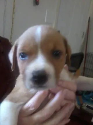 Shelby (SADIE)