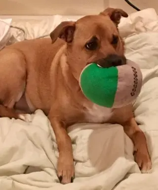 Shelby (SADIE)