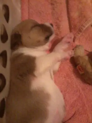 Shelby (SADIE)