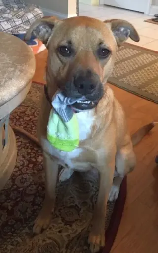 Shelby (SADIE)