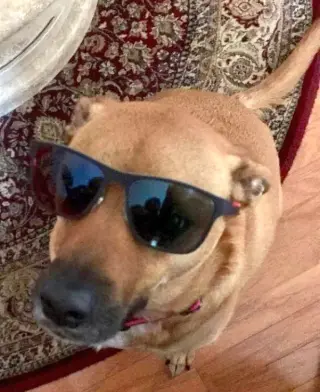 Shelby (SADIE)