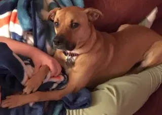 Shelby (SADIE)