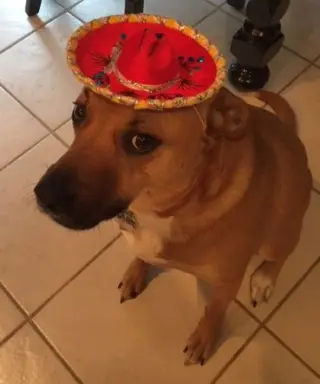 Shelby (SADIE)