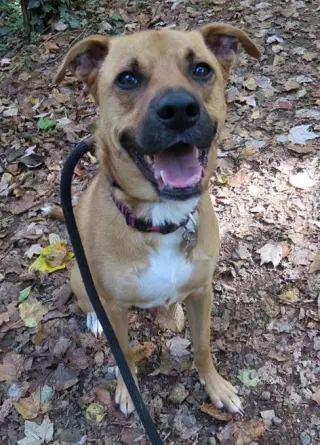Shelby (SADIE)