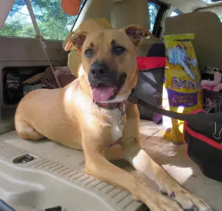Shelby (SADIE)