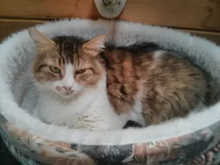 George