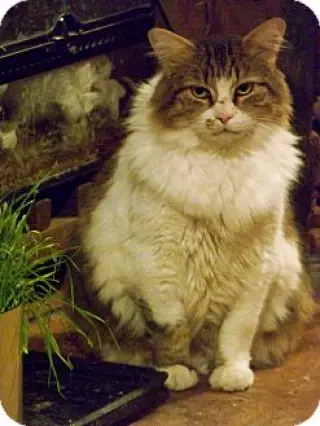 George