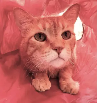 Mr. Orange