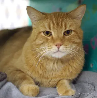 Mr. Orange