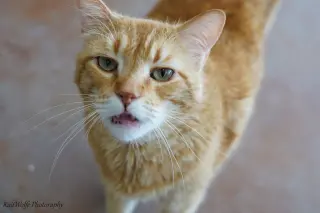 Mr. Orange
