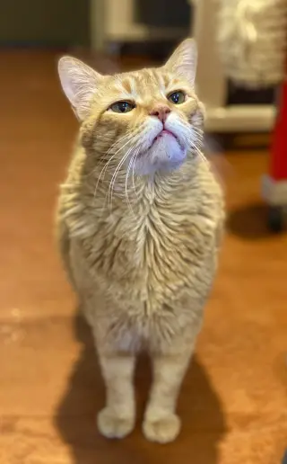 Mr. Orange