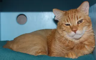 Mr. Orange