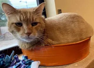 Mr. Orange