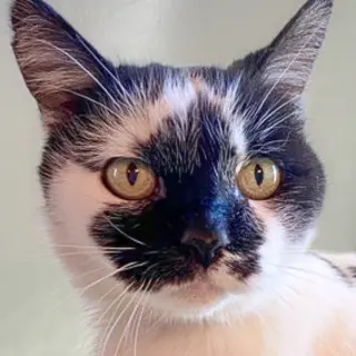Nicolette [Permanent Foster]