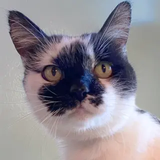 Nicolette [Permanent Foster]