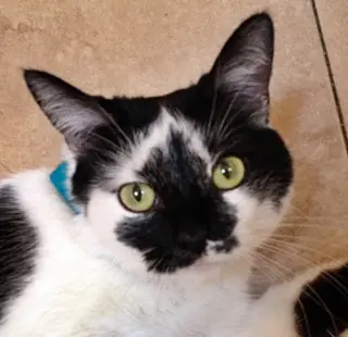 Nicolette [Permanent Foster]
