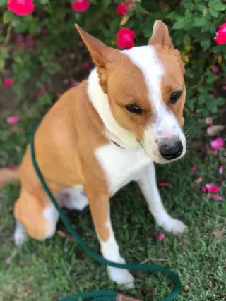 Chevy