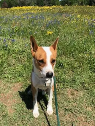 Chevy