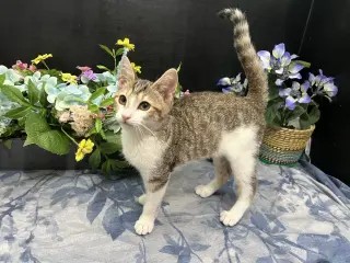ADOPTION-Read First