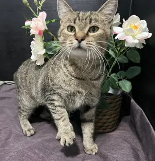 ADOPTION-Read First