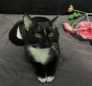 ADOPTION-Read First