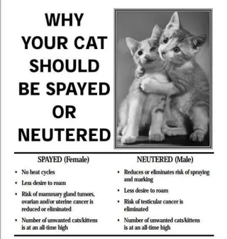 ADOPTION-Read First