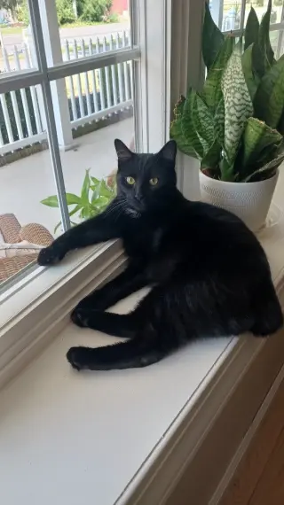 Ebony Blu
