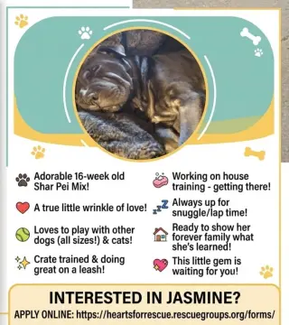Jasmine