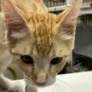 Tofu
