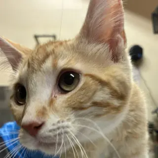 Tofu