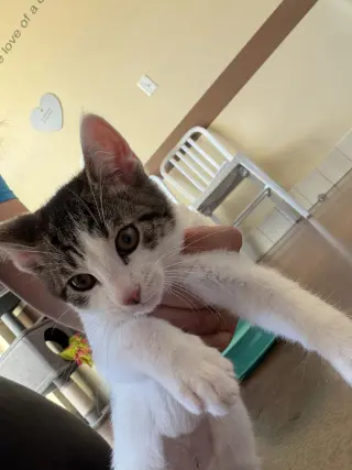 Simi