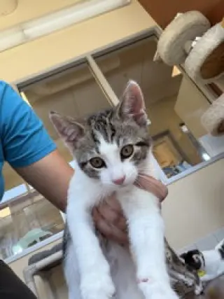 Oliver