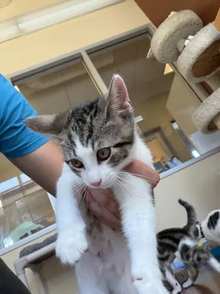 Oliver