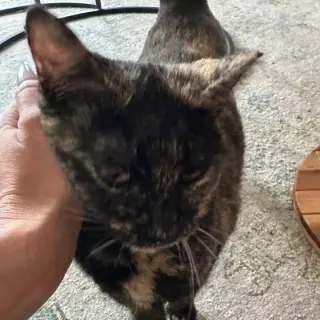 Mama Bear