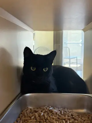 Cleopatra