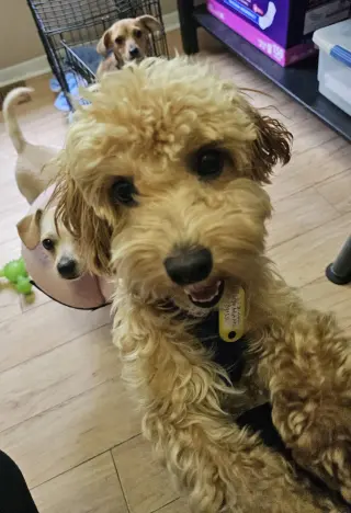 LOUIE