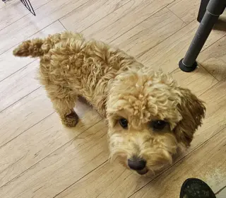 LOUIE