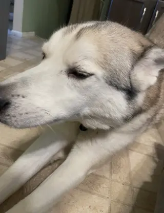 Jack