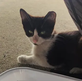 Domino (Courtesy Post)